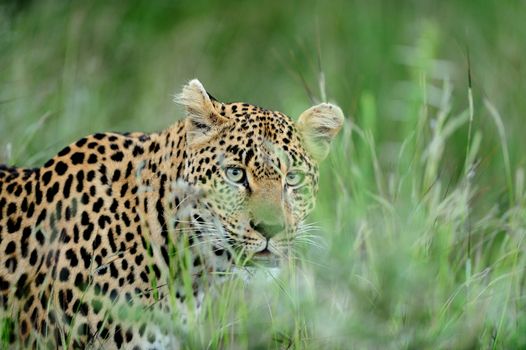 Leopard in the wilderness of Africa