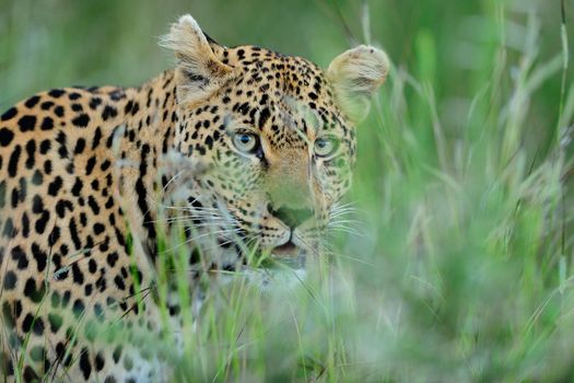 Leopard in the wilderness of Africa