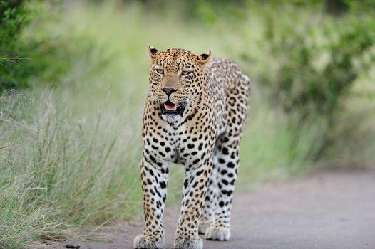 Leopard in the wilderness of Africa