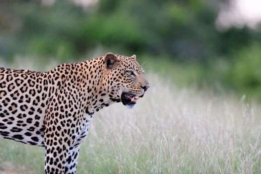 Leopard in the wilderness of Africa