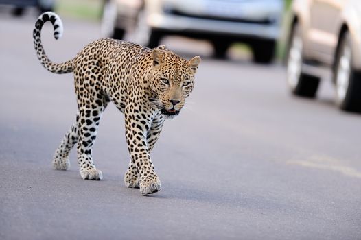 Leopard in the wilderness of Africa