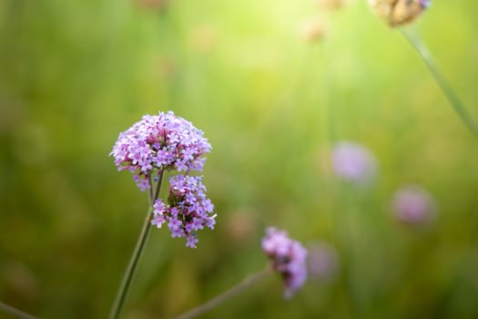 The background image of the colorful flowers, background nature