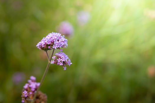 The background image of the colorful flowers, background nature