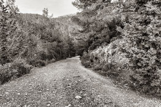 Hymettus mountain country road in the trees. Athens. Greece