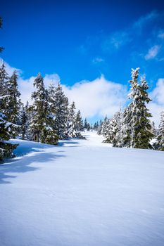 Krkonose mountains covered with snow, frozen trees. The highest peak Snezka in the background. Blue sky with white clouds.