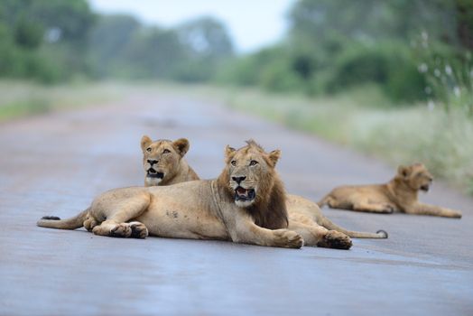 Lion family in the wilderness of Africa