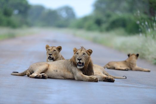 Lion family in the wilderness of Africa