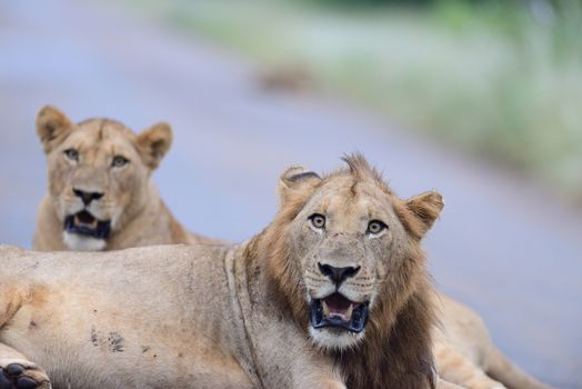 Lion family in the wilderness of Africa