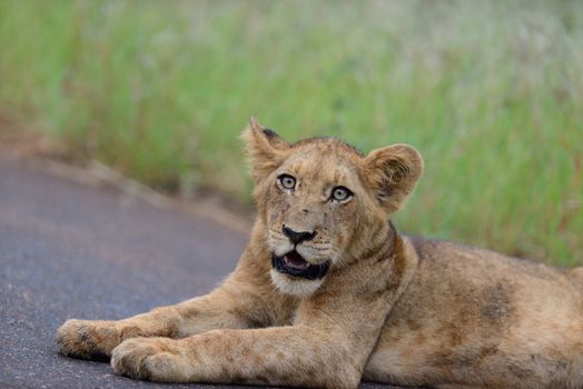 Lion cub in the wilderness of Africa