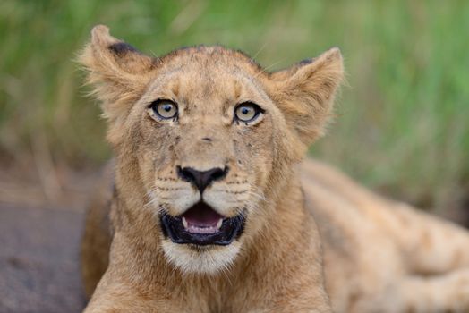 Lion cub in the wilderness of Africa