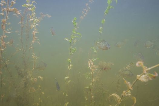 school of sunfish swimming away among the algea