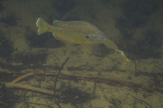 Lepomis gibbosus swimming in brown murky water