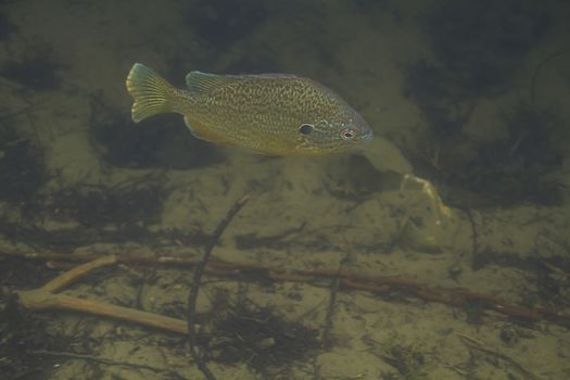 Lepomis gibbosus swimming in brown murky water