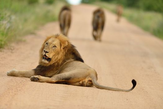 Male lions in the wilderness of Africa