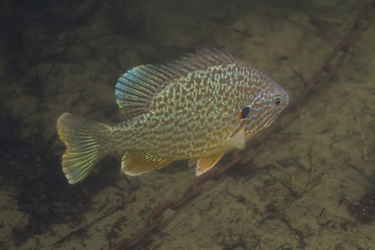 single sunfish swimming in brown murky water