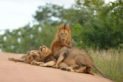 Male lions in the wilderness of Africa