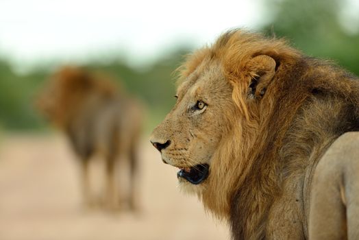 Male lions in the wilderness of Africa