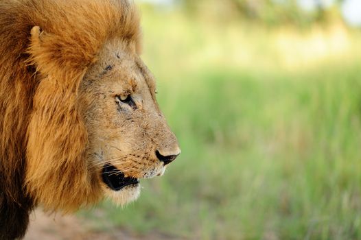 Male lion in the wilderness of Africa