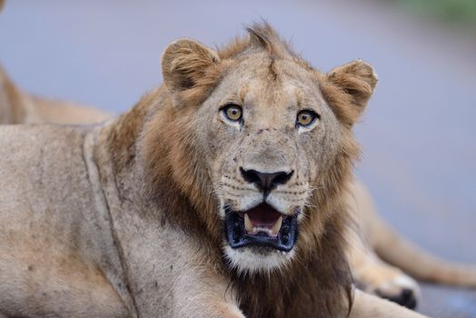 Male lion in the wilderness of Africa