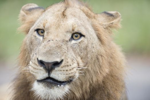 Male lion in the wilderness of Africa