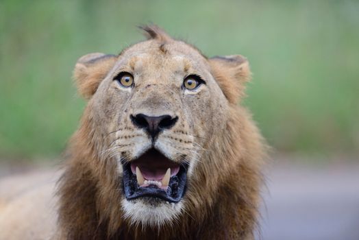 Male lion in the wilderness of Africa