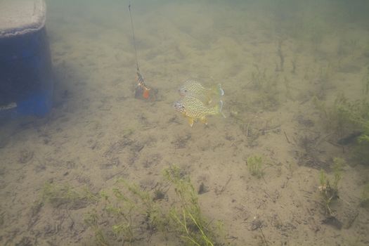 two sunfish following a lure in murky water