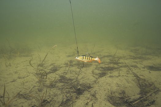 small fish style fishing lure in murky fresh water