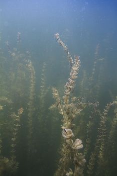 Myriophyllum spicatum in a cold fresh water lake
