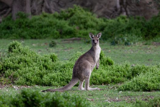 Kangaroo in green bush land  of Sapphire Coast of Australia