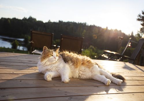 Calico cat sunbathing on a patio deck at sunset