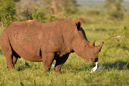 White rhino in the wilderness of Africa