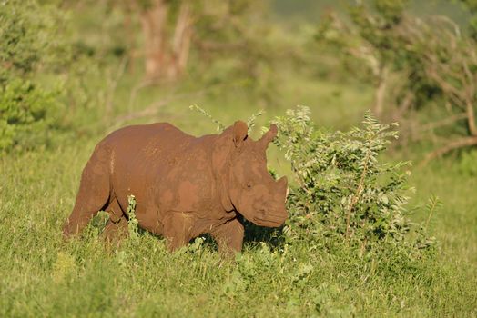 White rhino in the wilderness of Africa