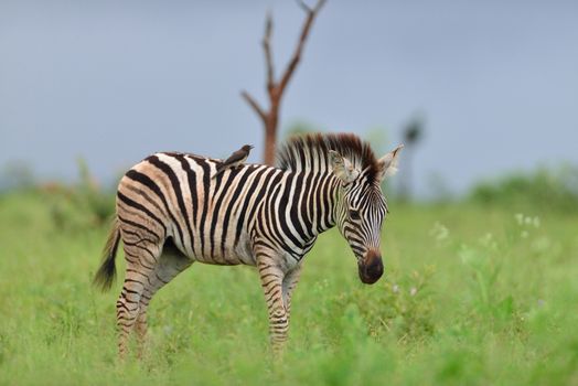 Zebra foal in the wilderness of Africa