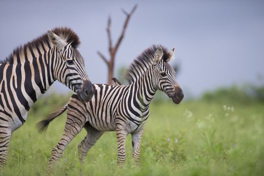 Zebra foal in the wilderness of Africa