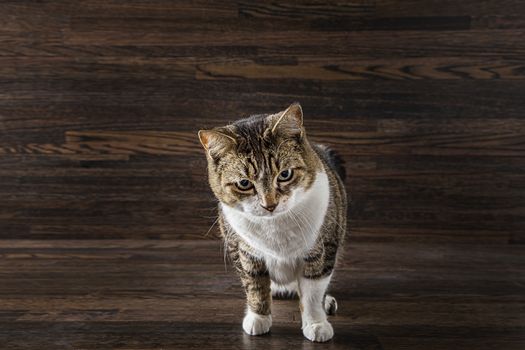 tabby cat with a searching look against a dark wood background