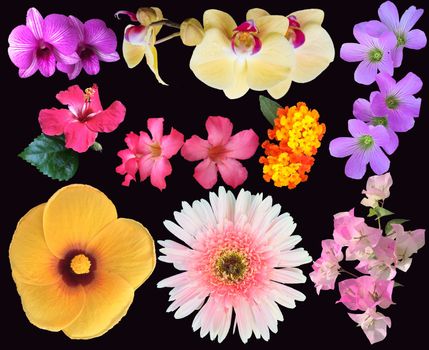 Set of natural blooms different tropical flowers on black background. 