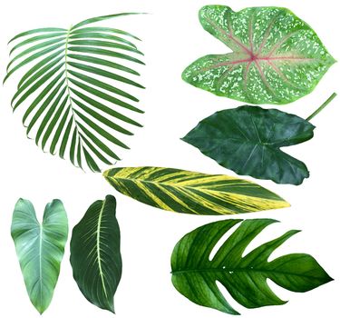 Set of different tropical green leaves isolated on white background.