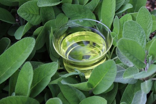 The picture shows sage tea in sage leaves