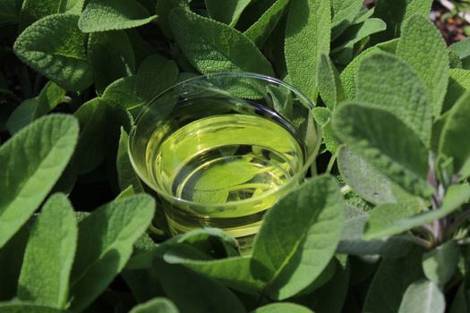 The picture shows sage tea in sage leaves