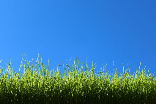 The picture shows grass in front of the green cloudless sky