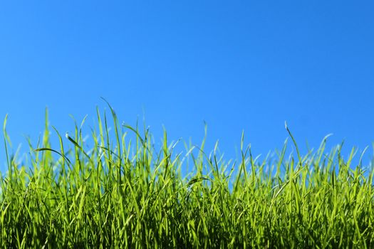 The picture shows grass in front of the green cloudless sky