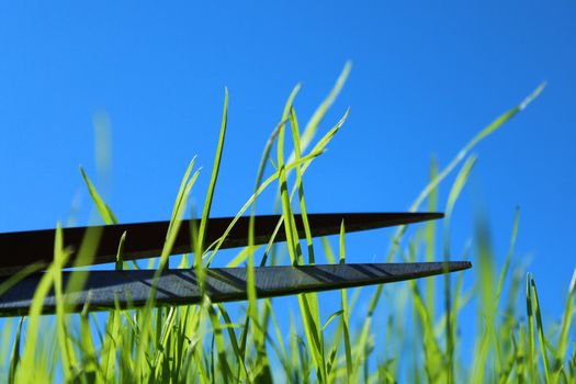 The picture shows grass and scissors in front of the blue sky