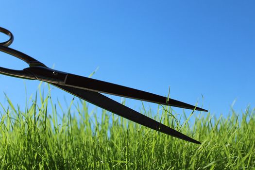 The picture shows grass and scissors in front of the blue sky