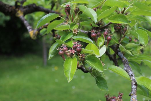 The picture shows unripe pears on a pear tree