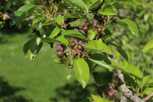 The picture shows unripe pears on a pear tree