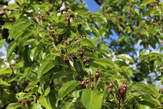 The picture shows unripe pears on a pear tree