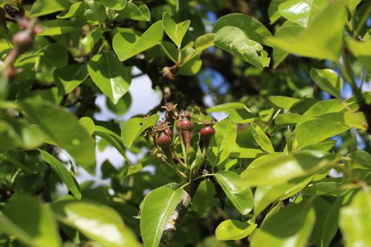 The picture shows unripe pears on a pear tree