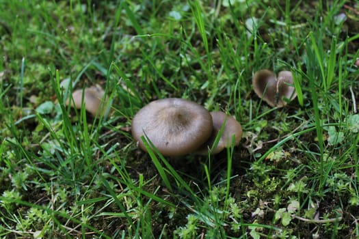 The picture shows brown mushrooms in the forest