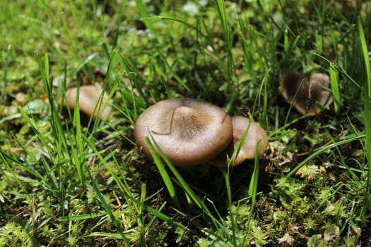 The picture shows brown mushrooms in the forest