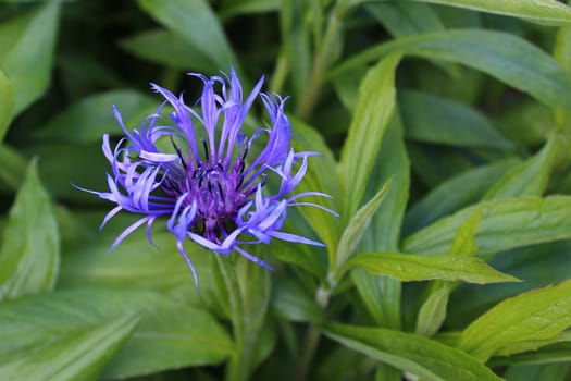 The picture shows beautiful knapweed in the garden